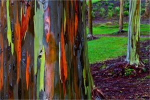 amazing-trees-rainbow-eucalyptus-2