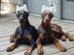 Doberman+s+ears+don+t+naturally+stand+up+and+they+re+not+naturally+_976914841828e1b758b8749a4d23c937