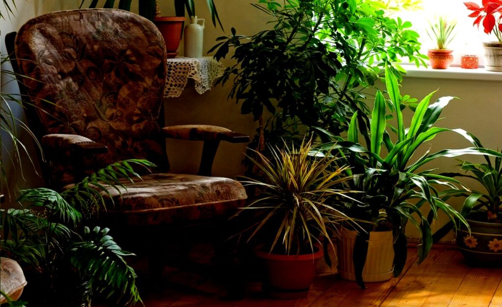 Los efectos y beneficios para tu cuerpo y mente de tener plantas en el hogar la red verde